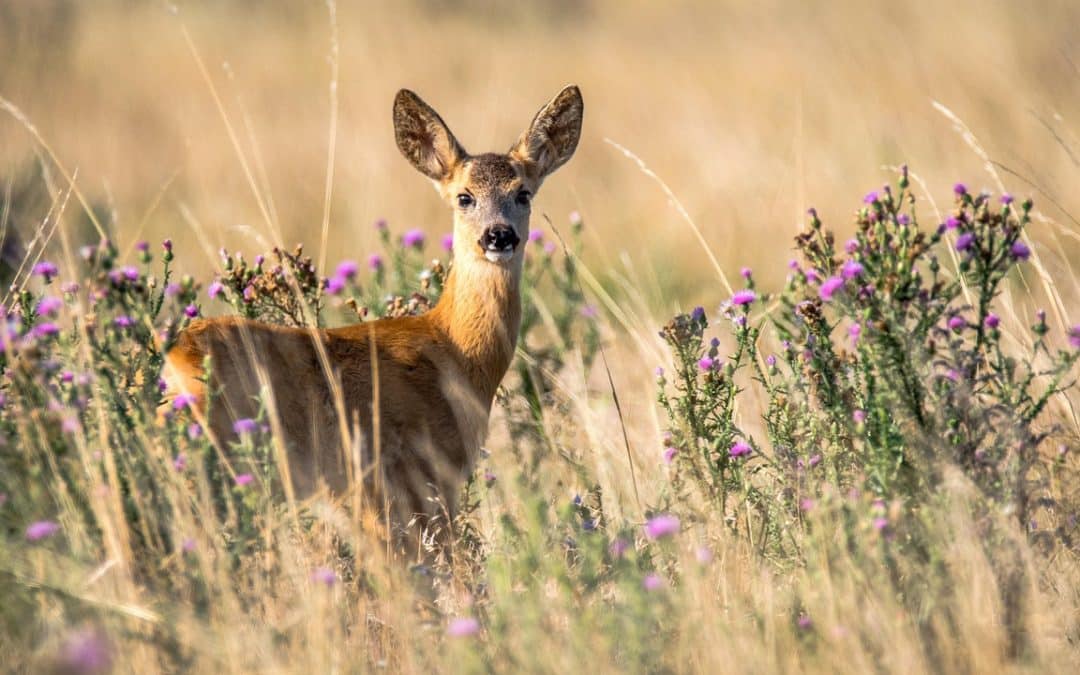 Respect Wildlife: Leave No Trace