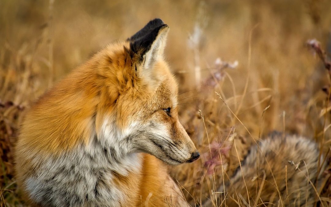 What to Do When You Run Into Colorado Wildlife